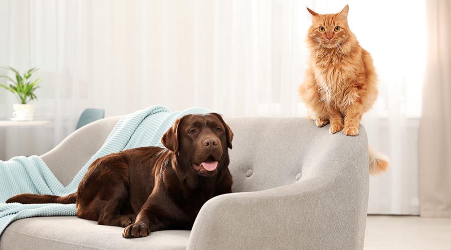 Comment gérer les situations où des animaux de compagnie sont présents dans des habitats touchés par le syndrome de Diogène, y compris le syndrome de Noé ?